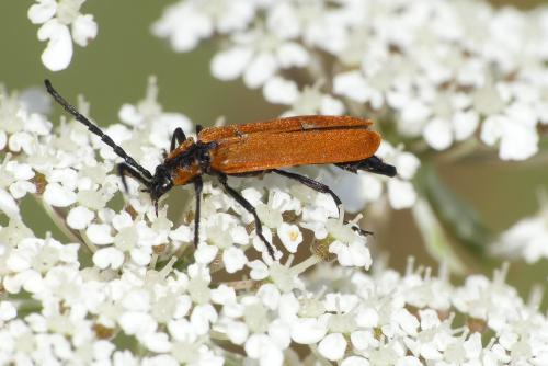 Réf. 209 719 : Lygistopterus sanguineus